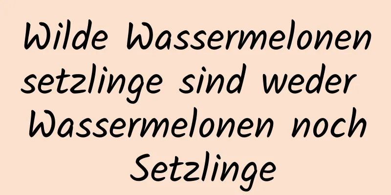 Wilde Wassermelonensetzlinge sind weder Wassermelonen noch Setzlinge