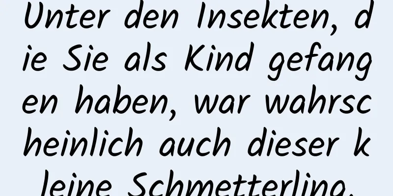Unter den Insekten, die Sie als Kind gefangen haben, war wahrscheinlich auch dieser kleine Schmetterling.