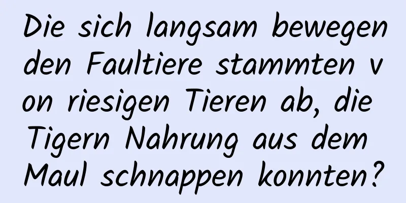 Die sich langsam bewegenden Faultiere stammten von riesigen Tieren ab, die Tigern Nahrung aus dem Maul schnappen konnten?