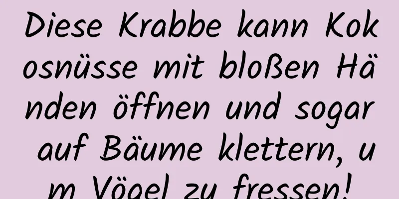 Diese Krabbe kann Kokosnüsse mit bloßen Händen öffnen und sogar auf Bäume klettern, um Vögel zu fressen!