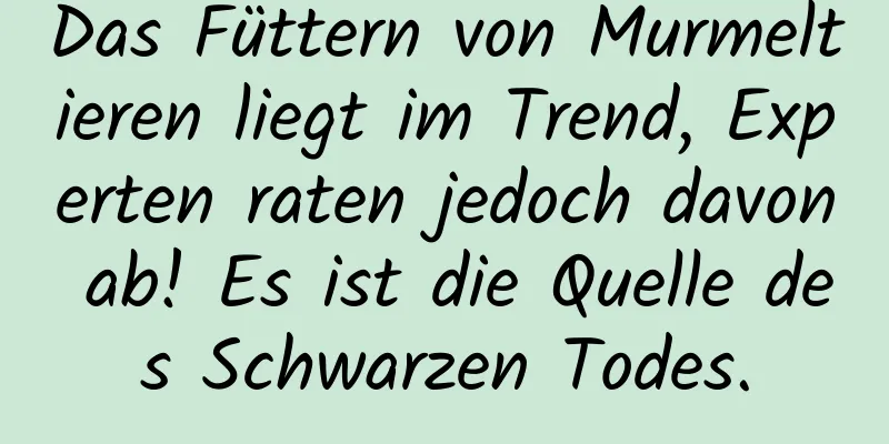Das Füttern von Murmeltieren liegt im Trend, Experten raten jedoch davon ab! Es ist die Quelle des Schwarzen Todes.
