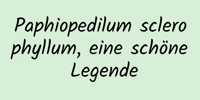 Paphiopedilum sclerophyllum, eine schöne Legende