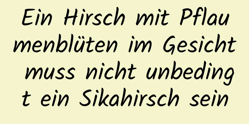 Ein Hirsch mit Pflaumenblüten im Gesicht muss nicht unbedingt ein Sikahirsch sein