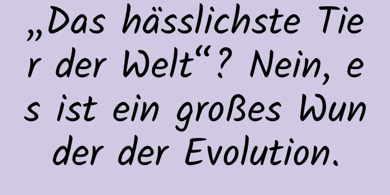 „Das hässlichste Tier der Welt“? Nein, es ist ein großes Wunder der Evolution.