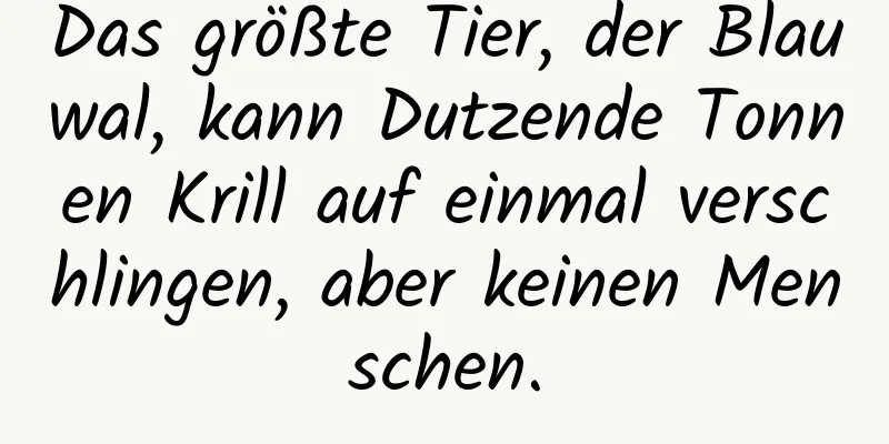 Das größte Tier, der Blauwal, kann Dutzende Tonnen Krill auf einmal verschlingen, aber keinen Menschen.